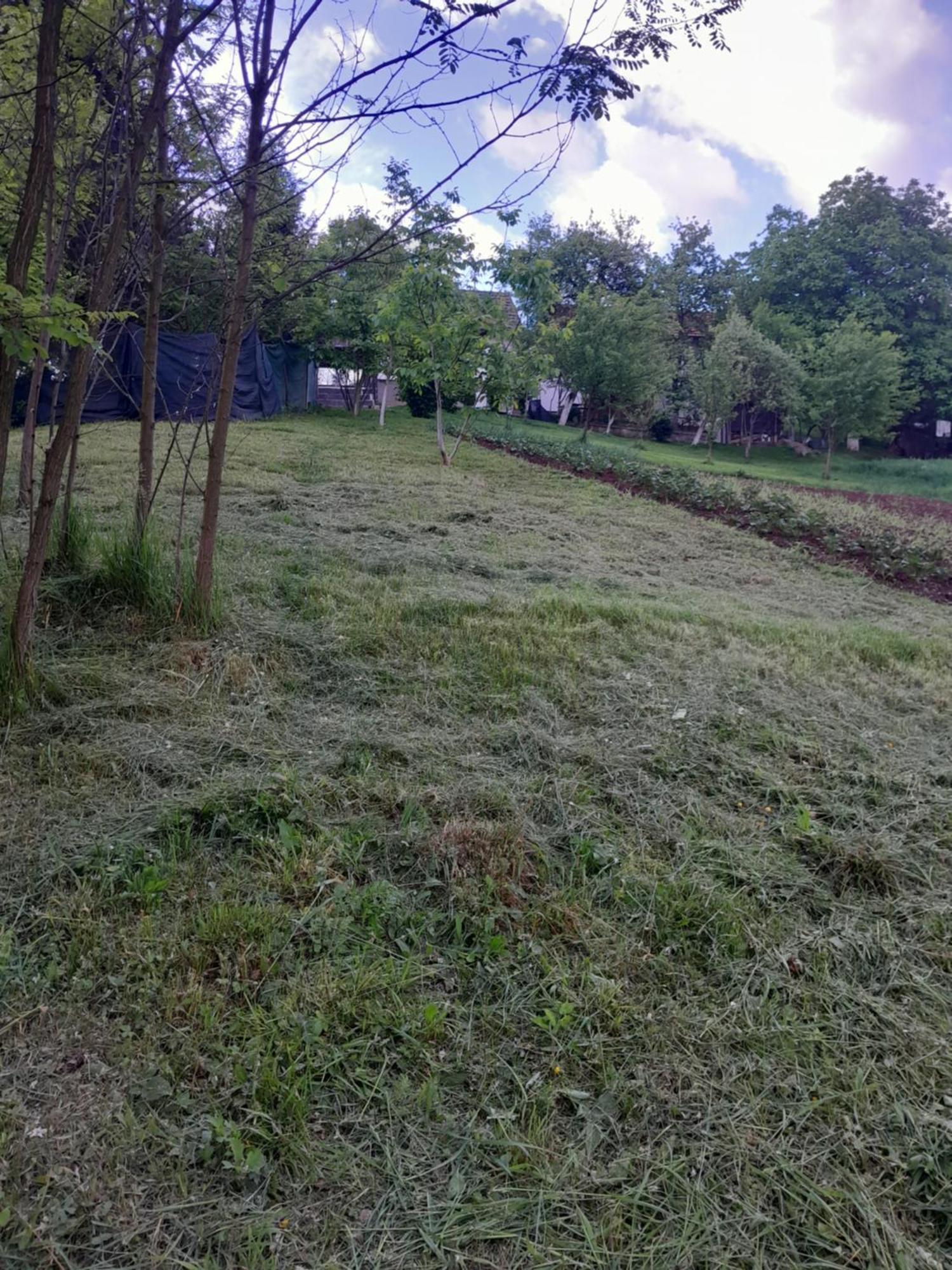 Dolores * Tesanj